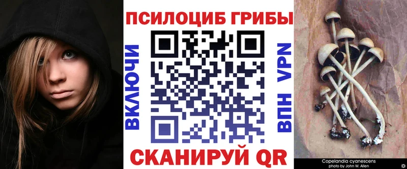 Купить закладки  Губкинский  Псилоцибиновые грибы Magic Shrooms 
